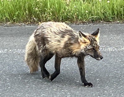 キツネ