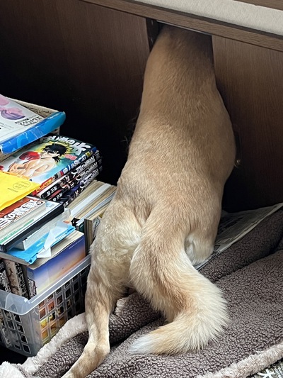 シトゥンペカムイ