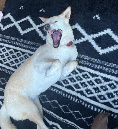 キツネ