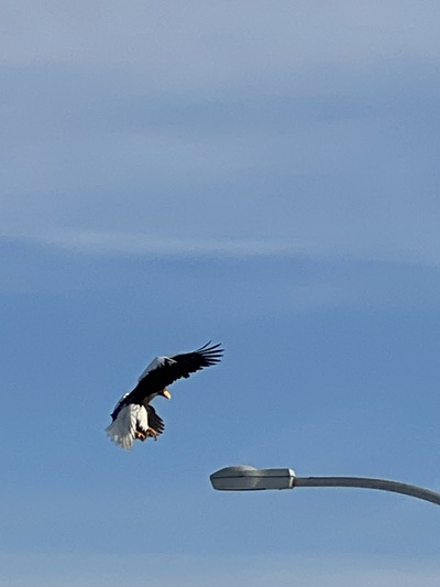 冬鳥