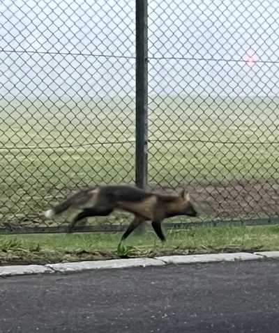キツネ