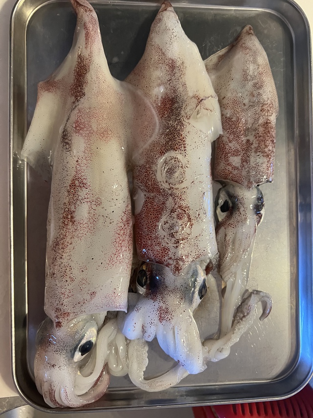 実は初 カリプソ。