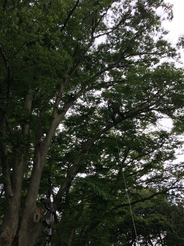 ツリークライミング練習5回目＠横浜
