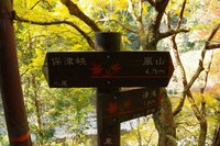 ＊秋の紅葉　京都1周トレイル　その四　＊　西山コース