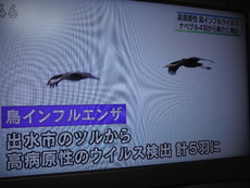 （続×４）高病原性鳥インフルエンザ 2016/11/24 19:31:37
