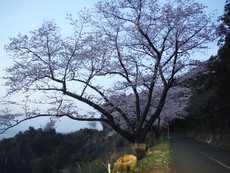 黄昏の桜 2018/03/27 20:15:28