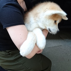 秋田犬 2018/06/04 00:22:11