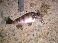 釣りました・・・やっと 2012/04/10 20:16:28