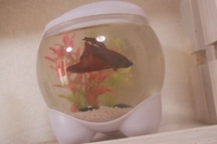 やさしい熱帯魚☆
