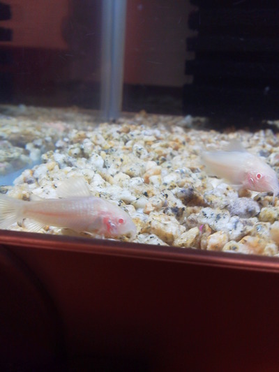 我が家に熱帯魚用水槽が・・・