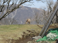 丹沢～塔の岳、周回コース（３）