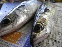 もうひと踏ん張り・・・ 2012/12/14 17:26:06