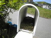巣箱になっていたポスト