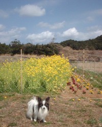 別blogの紹介