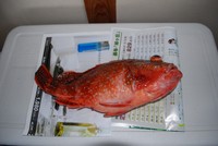 昨日のあらかぶ