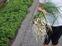 GWは田植えっす！