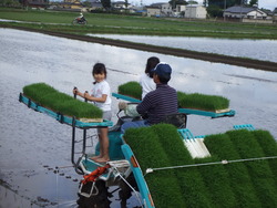 GWは田植えっす！