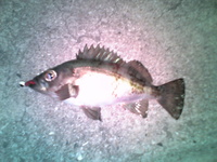 以外に釣れた夜。 2008/04/26 14:49:19