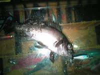 単独行動。 2008/05/12 08:13:24