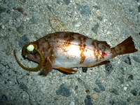 太刀魚　IN　倉橋 2009/11/09 14:29:29