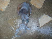 倉橋でぇ～アオリにぃ～出会ったぁ～（ウルルン風に・・・） 2008/09/07 20:28:29