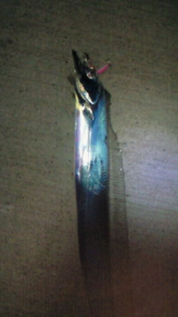 1月25日の記事 2009/01/25 18:08:17