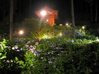 恵みの雨とは言うものの・・・ 2008/06/21 05:42:37
