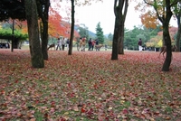 奈良公園と大仏さん 2008/11/11 21:51:26
