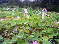 浄瑠璃寺の蓮