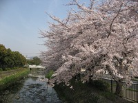 桜の並木道