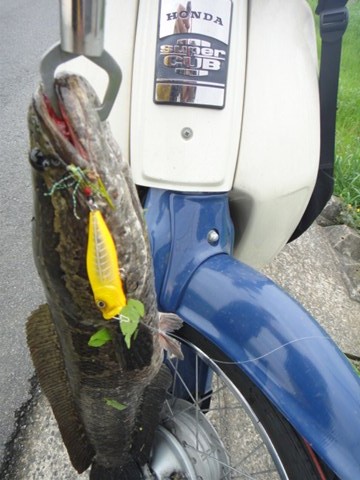 釣り用にスーパーカブ買った！！