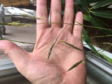 ヤダケの花、また咲いた！