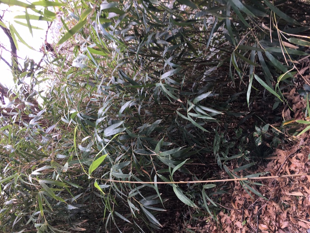 城址に登ってみました（矢竹採り）