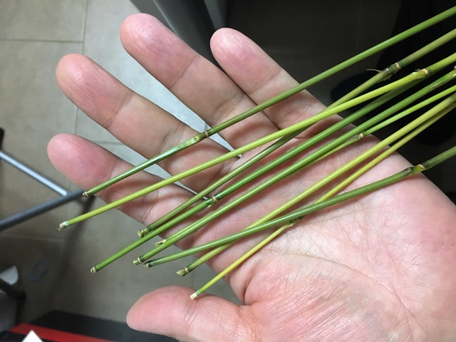 ヤダケ見つけた！