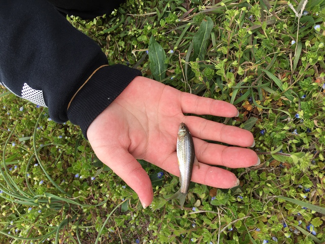 たなご釣り