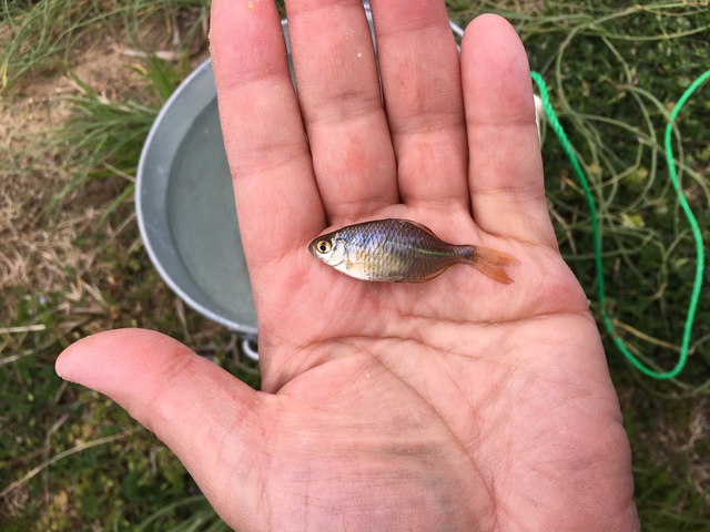 たなご釣り