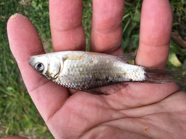 たなご釣り