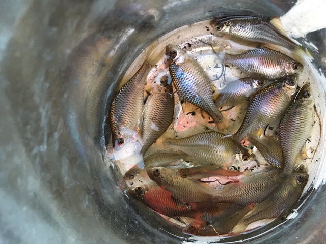 タナゴ釣り、まだ20届かず
