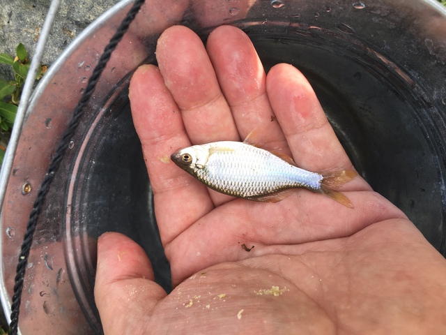 久々のタナゴ釣りは…