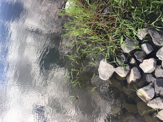 久々のタナゴ釣りは…