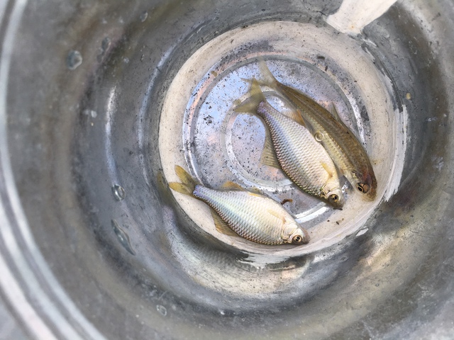 久々のタナゴ釣りは…