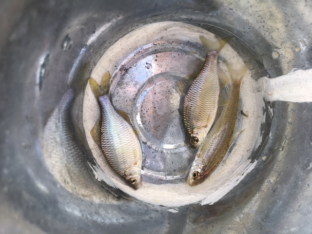 久々のタナゴ釣りは…