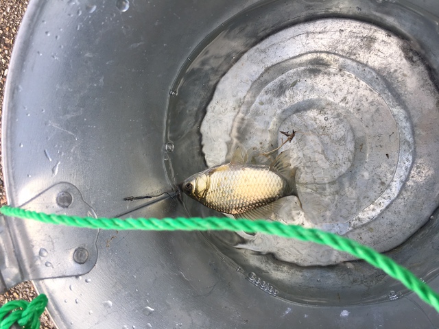 お盆のタナゴ釣りは…