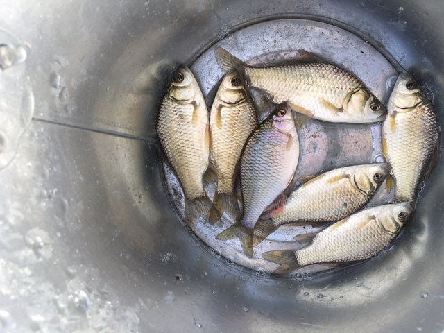 お盆のタナゴ釣りは…