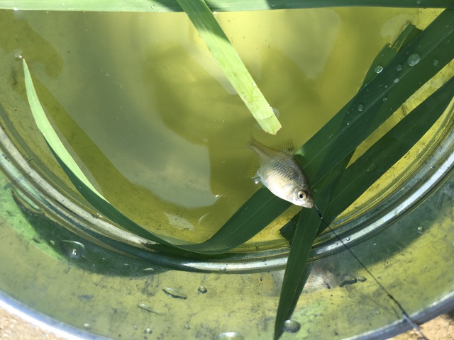 新ポイントでのタナゴ釣り