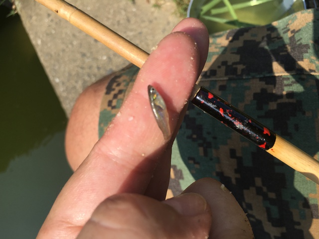 新ポイントでのタナゴ釣り