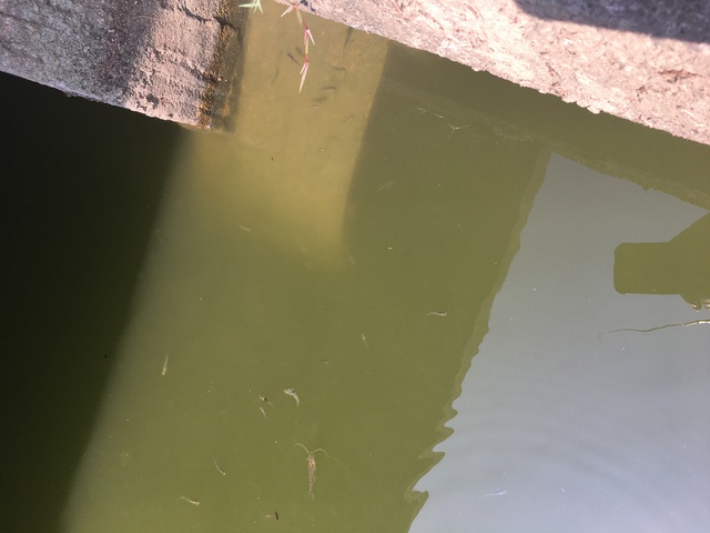 新ポイントでのタナゴ釣り