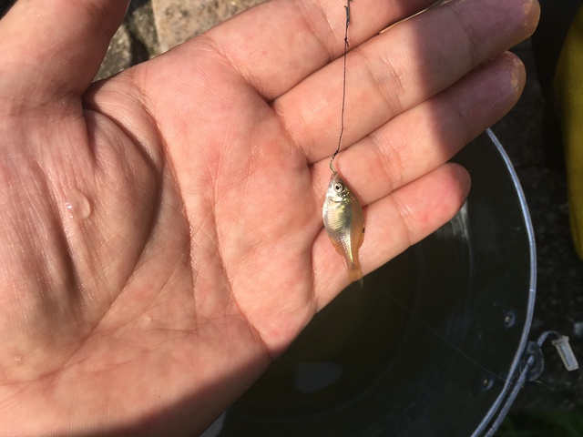 新ポイントでのタナゴ釣り