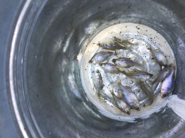 新ポイントでのタナゴ釣り
