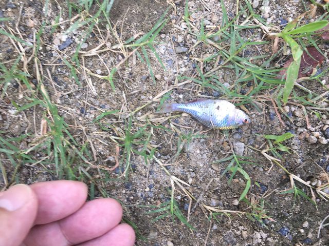 新ポイントでのタナゴ釣り